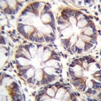 SLC36A1 Rabbit Polyclonal Antibody