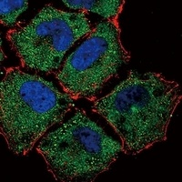 SLC36A1 Rabbit Polyclonal Antibody