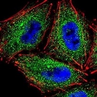 PCDHAC2 Rabbit Polyclonal Antibody