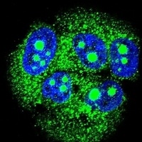 MBD3L3 Rabbit Polyclonal Antibody