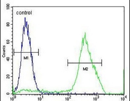 MBD3L3 Rabbit Polyclonal Antibody