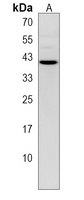 PURB Rabbit Polyclonal Antibody