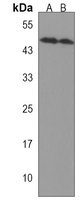 FOXA2 Rabbit Polyclonal Antibody