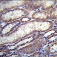FOXA2 Rabbit Polyclonal Antibody