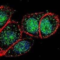FOXA2 Rabbit Polyclonal Antibody