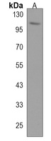 PCDHA8 Rabbit Polyclonal Antibody