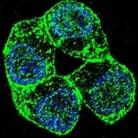 PCDHA8 Rabbit Polyclonal Antibody