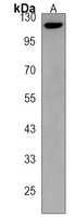 PCDHGA8 Rabbit Polyclonal Antibody