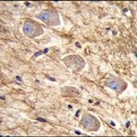 PCDHGA8 Rabbit Polyclonal Antibody