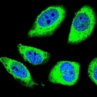 PCDHGA8 Rabbit Polyclonal Antibody