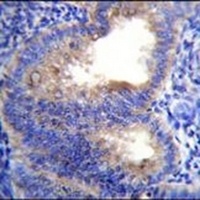 EIF5AL1 Rabbit Polyclonal Antibody