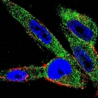 EIF5AL1 Rabbit Polyclonal Antibody