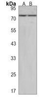 VWA2 Antibody