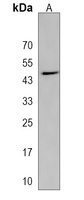 SH2D4B Rabbit Polyclonal Antibody