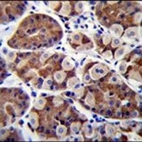 SH2D4B Rabbit Polyclonal Antibody