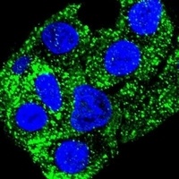 SH2D4B Rabbit Polyclonal Antibody