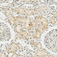 Collagen 8 alpha 2 Antibody