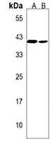 TMEM120A Rabbit Polyclonal Antibody