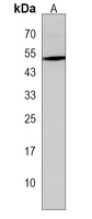 FAM118B Rabbit Polyclonal Antibody
