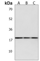 KLLN Rabbit Polyclonal Antibody