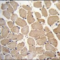 GAS2L2 Antibody