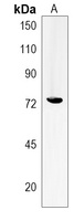 LRRC45 Rabbit Polyclonal Antibody