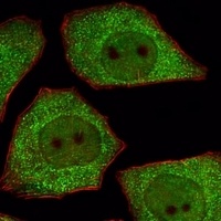 LRRC45 Rabbit Polyclonal Antibody