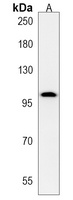 C4orf21 Rabbit Polyclonal Antibody