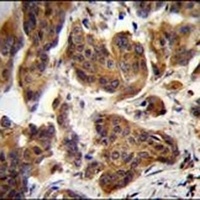 C4orf21 Rabbit Polyclonal Antibody