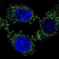 C4orf21 Rabbit Polyclonal Antibody