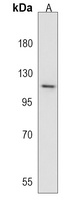 GIGYF1 Rabbit Polyclonal Antibody