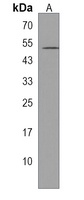PPAPDC1A Rabbit Polyclonal Antibody