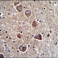 PPAPDC1A Rabbit Polyclonal Antibody