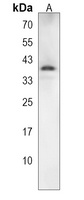 NXPH4 Rabbit Polyclonal Antibody