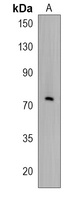 RNF19B Rabbit Polyclonal Antibody