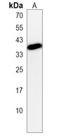 GFRAL Rabbit Polyclonal Antibody