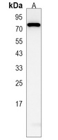 LRRC40 Rabbit Polyclonal Antibody