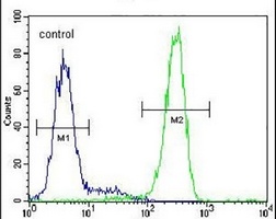 LRRC40 Rabbit Polyclonal Antibody
