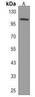ZC3H3 Rabbit Polyclonal Antibody