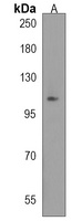 KIAA1324L Rabbit Polyclonal Antibody