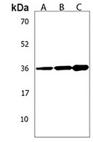 AMN1 Rabbit Polyclonal Antibody