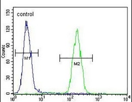 AMN1 Rabbit Polyclonal Antibody