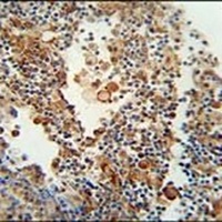OR9Q1 Rabbit Polyclonal Antibody