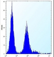 OR9Q1 Rabbit Polyclonal Antibody