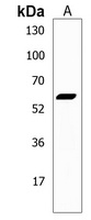 DPEP3 Antibody