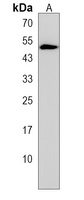 RTN4IP1 Rabbit Polyclonal Antibody