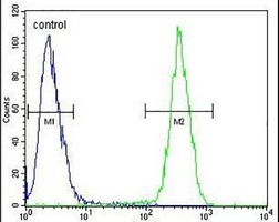 CLPX Rabbit Polyclonal Antibody