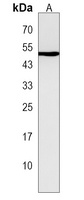H2AFY2 Rabbit Polyclonal Antibody