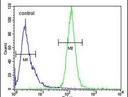 H2AFY2 Rabbit Polyclonal Antibody