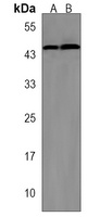 MCH Receptor 1 Antibody
